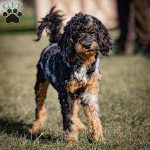 Mose, Cavapoo Puppy